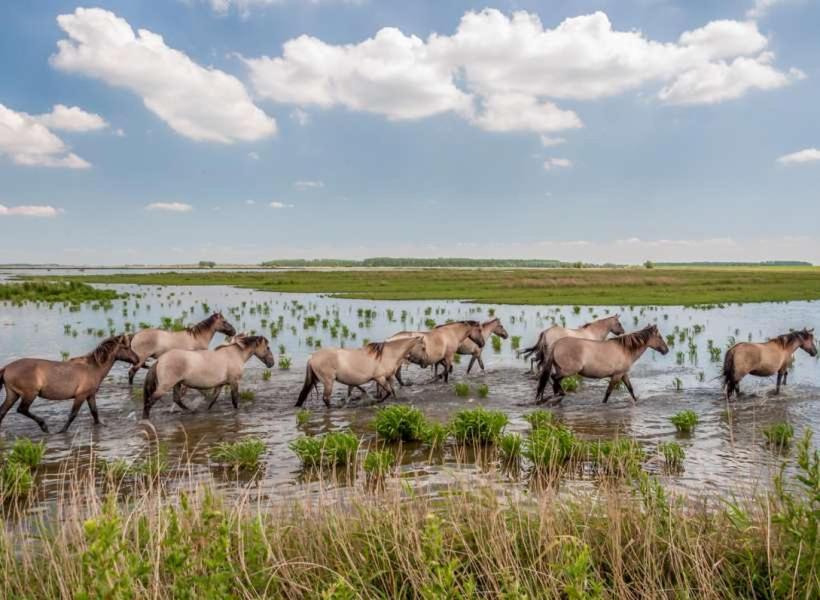 De Lauwersmeer Vogel Mit Eingezaeuntem Garten Anjum エクステリア 写真